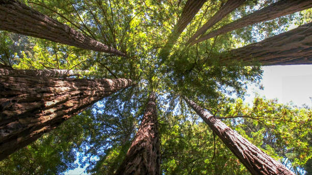 How Our Tree Care Process Works  in  Golden, CO